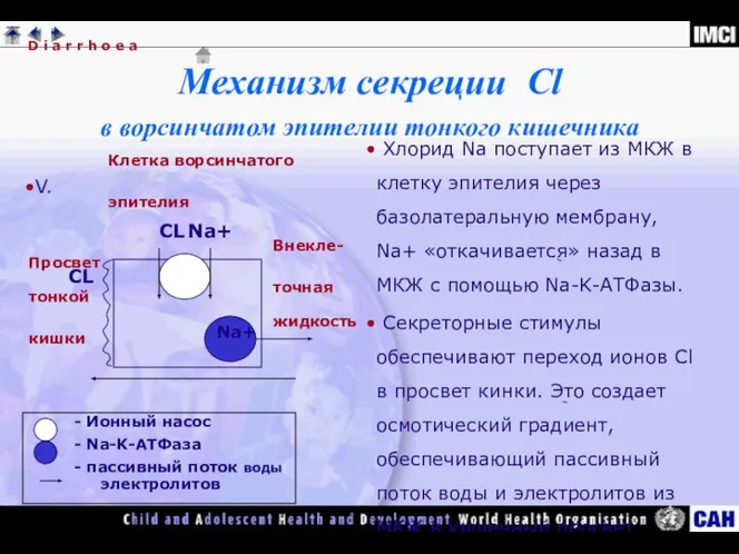 Механизм секреции Cl в ворсинчатом эпителии тонкого кишечника V. Хлорид Na поступает