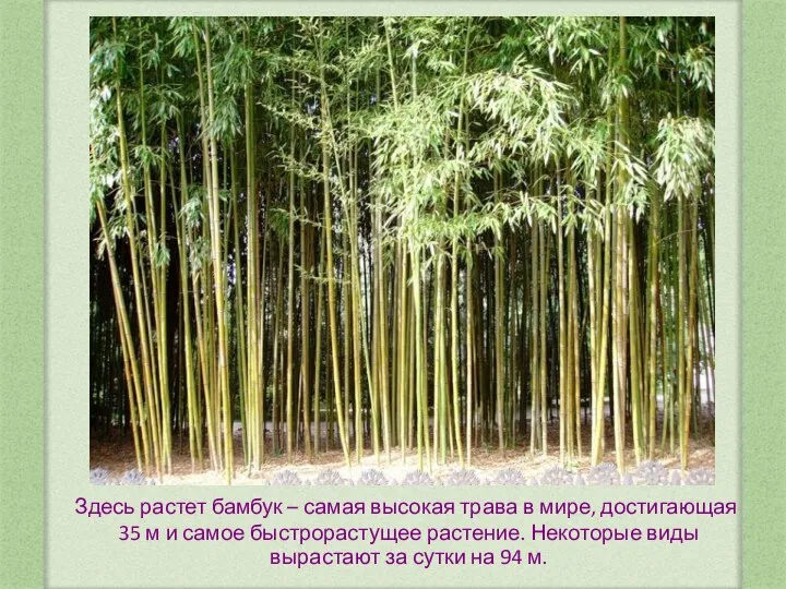 Здесь растет бамбук – самая высокая трава в мире, достигающая 35 м