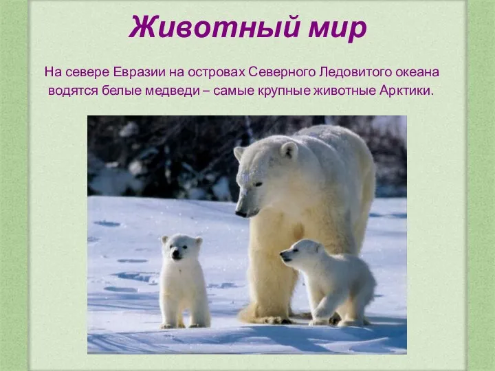 Животный мир На севере Евразии на островах Северного Ледовитого океана водятся белые