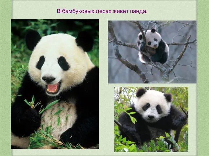В бамбуковых лесах живет панда.