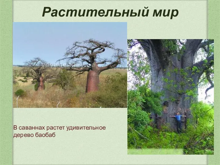 Растительный мир В саваннах растет удивительное дерево баобаб