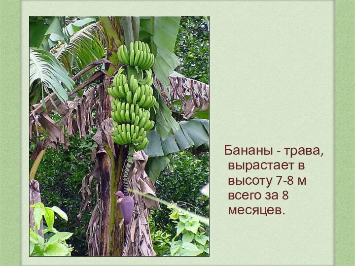 Бананы - трава, вырастает в высоту 7-8 м всего за 8 месяцев.