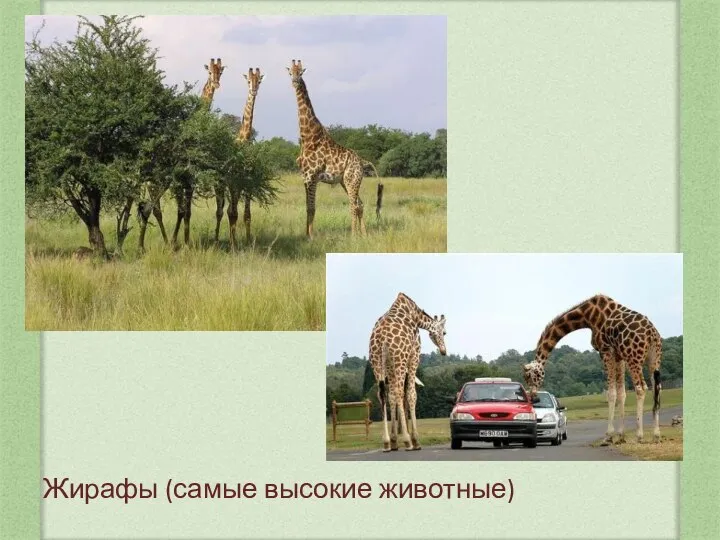 Жирафы (самые высокие животные)
