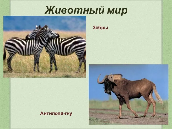 Животный мир Зебры Антилопа-гну