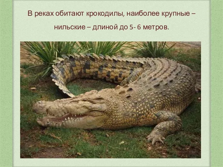 В реках обитают крокодилы, наиболее крупные – нильские – длиной до 5- 6 метров.