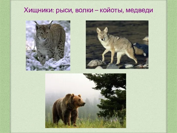 Хищники: рыси, волки – койоты, медведи