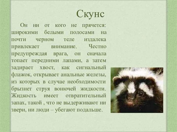 Скунс Он ни от кого не прячется: широкими белыми полосами на почти