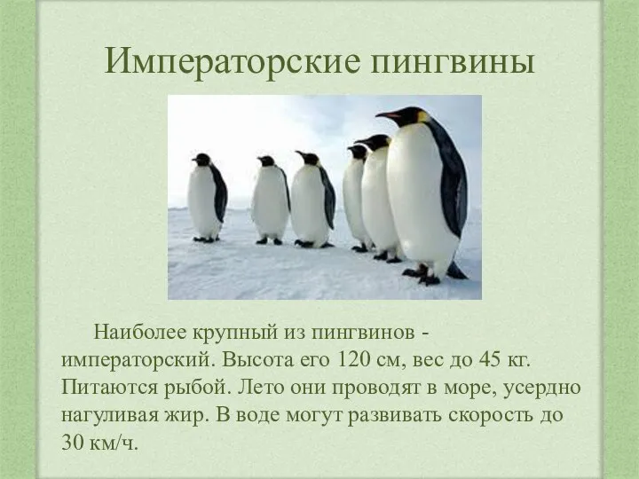 Императорские пингвины Наиболее крупный из пингвинов - императорский. Высота его 120 см,