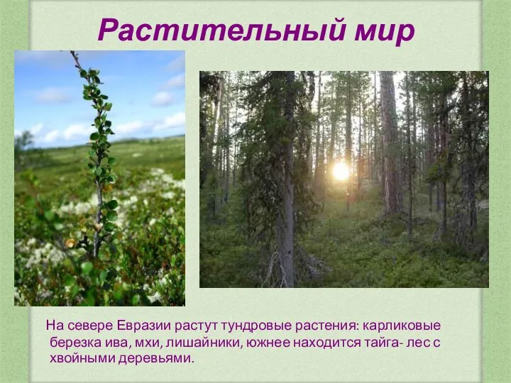 Растительный мир На севере Евразии растут тундровые растения: карликовые березка ива, мхи,