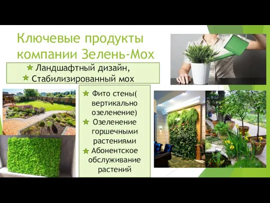 Ключевые продукты компании Зелень-Мох Ландшафтный дизайн, Стабилизированный мох Фито стены( вертикально озеленение)