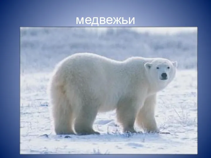 медвежьи