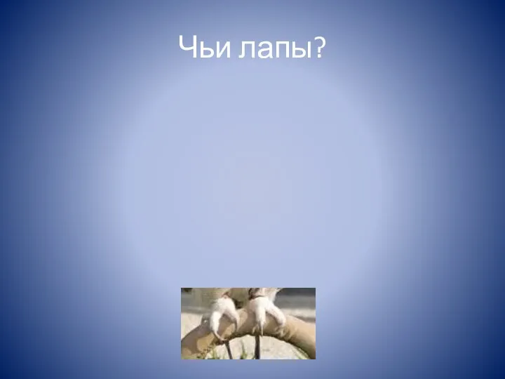 Чьи лапы?