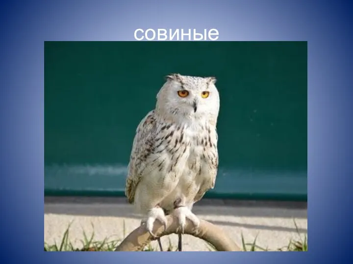 совиные