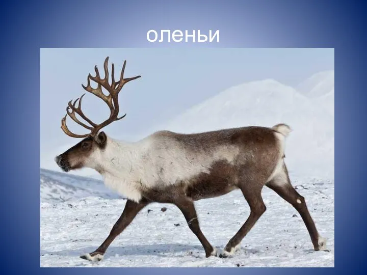 оленьи