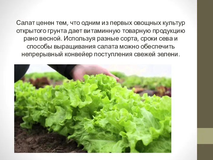 Салат ценен тем, что одним из первых овощных культур открытого грунта дает