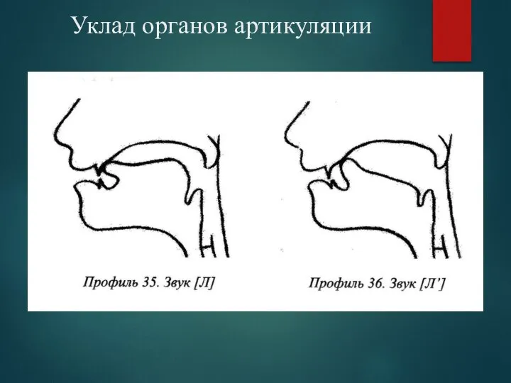 Уклад органов артикуляции