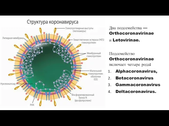 Два подсемейства — Orthocoronavirinae и Letovirinae. Подсемейство Orthocoronavirinae включает четыре рода: Alphacoronavirus, Betacoronavirus Gammacoronavirus Deltacoronavirus.