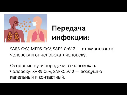 Передача инфекции: SARS-CoV, MERS-CoV, SARS-CoV-2 — от животного к человеку и от