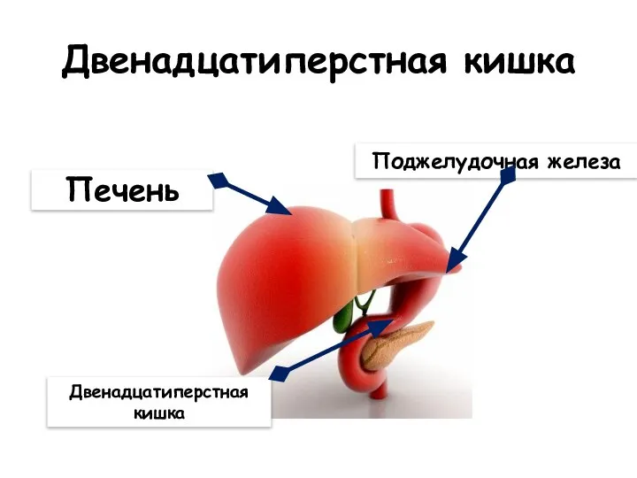 Двенадцатиперстная кишка Печень Поджелудочная железа Двенадцатиперстная кишка