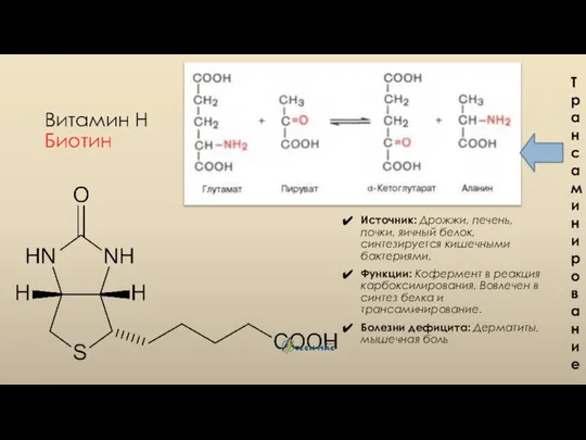 Витамин Н Биотин Источник: Дрожжи, печень, почки, яичный белок, синтезируется кишечными бактериями.