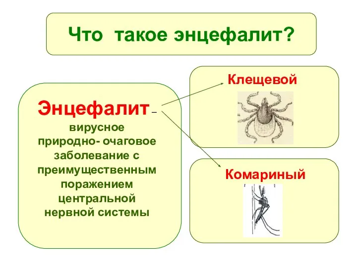 Что такое энцефалит? Энцефалит – вирусное природно- очаговое заболевание с преимущественным поражением