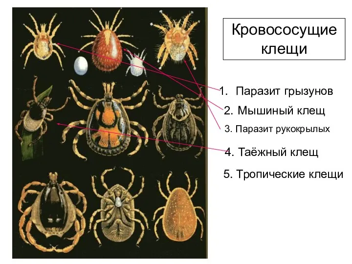 Кровососущие клещи Паразит грызунов 2. Мышиный клещ 3. Паразит рукокрылых 4. Таёжный клещ 5. Тропические клещи