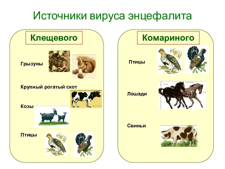 Источники вируса энцефалита Клещевого Комариного Грызуны Крупный рогатый скот Козы Птицы Птицы Лошади Свиньи