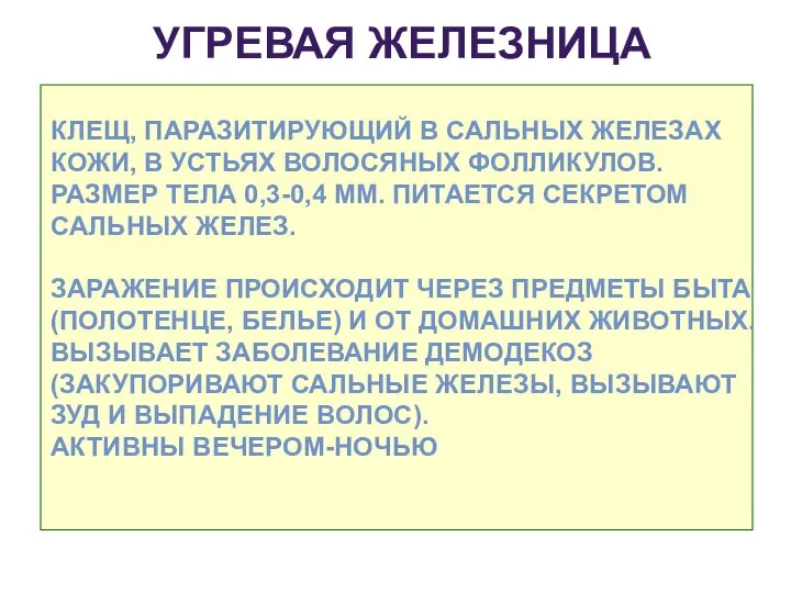 УГРЕВАЯ ЖЕЛЕЗНИЦА КЛЕЩ, ПАРАЗИТИРУЮЩИЙ В САЛЬНЫХ ЖЕЛЕЗАХ КОЖИ, В УСТЬЯХ ВОЛОСЯНЫХ ФОЛЛИКУЛОВ.