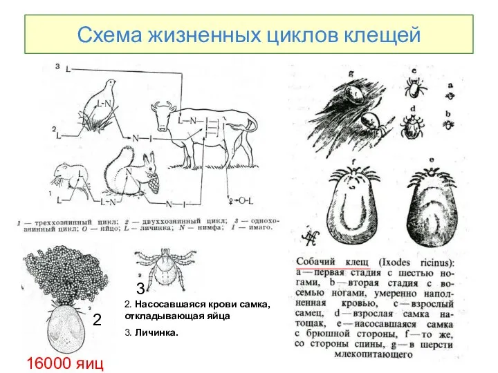 Схема жизненных циклов клещей 2. Насосавшаяся крови самка, откладывающая яйца 3. Личинка. 16000 яиц 2 3