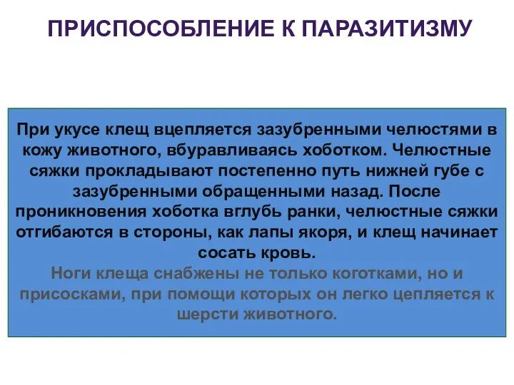 При укусе клещ вцепляется зазубренными челюстями в кожу животного, вбуравливаясь хоботком. Челюстные