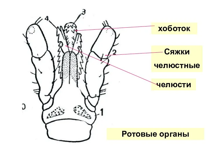 хоботок Сяжки челюстные челюсти Ротовые органы