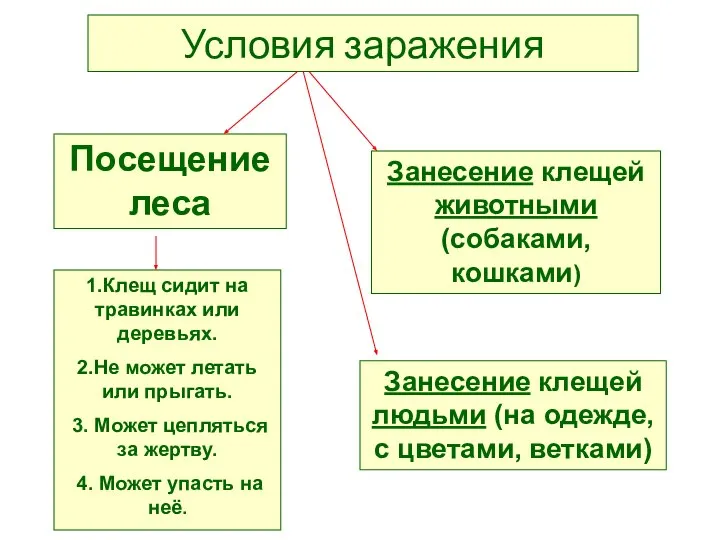 Условия заражения Посещение леса 1.Клещ сидит на травинках или деревьях. 2.Не может