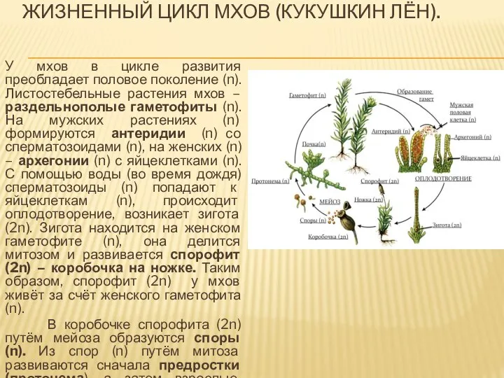 ЖИЗНЕННЫЙ ЦИКЛ МХОВ (КУКУШКИН ЛЁН). У мхов в цикле развития преобладает половое