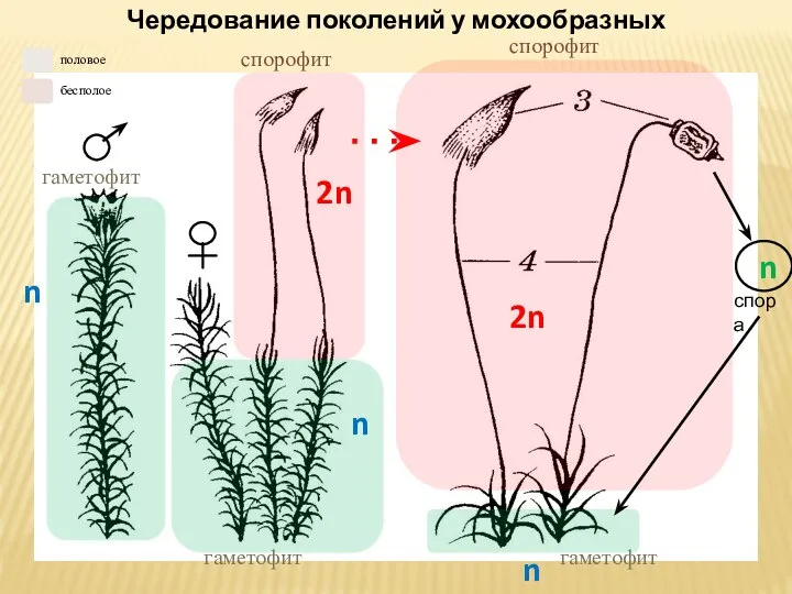 n 2n 2n n n n спора спорофит спорофит гаметофит гаметофит гаметофит