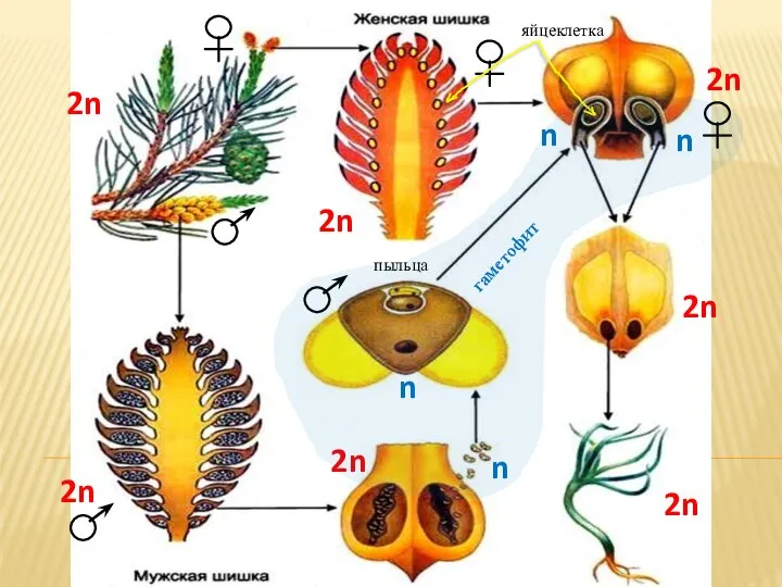 2n 2n 2n 2n 2n n n n 2n n 2n пыльца яйцеклетка