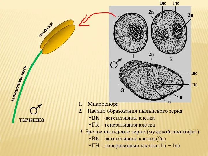 Микроспора Начало образования пыльцевого зерна ВК – вегетативная клетка ГК – генеративная