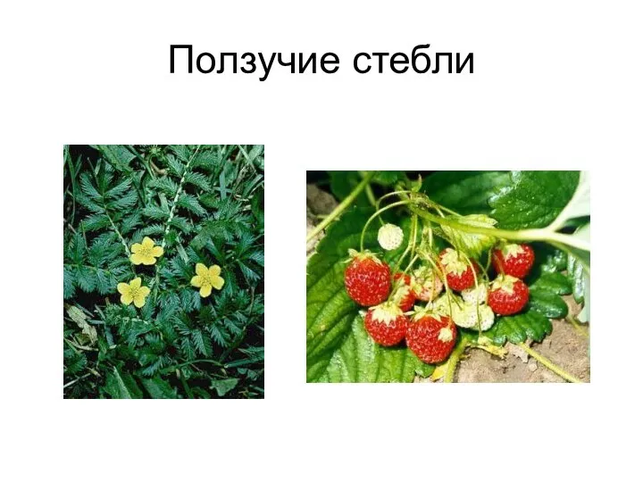 Ползучие стебли