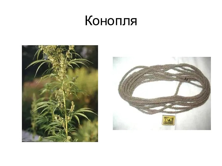 Конопля