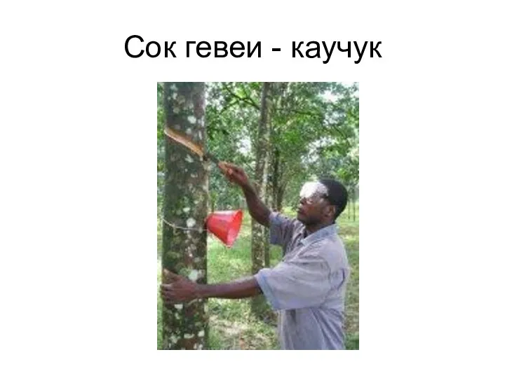 Сок гевеи - каучук