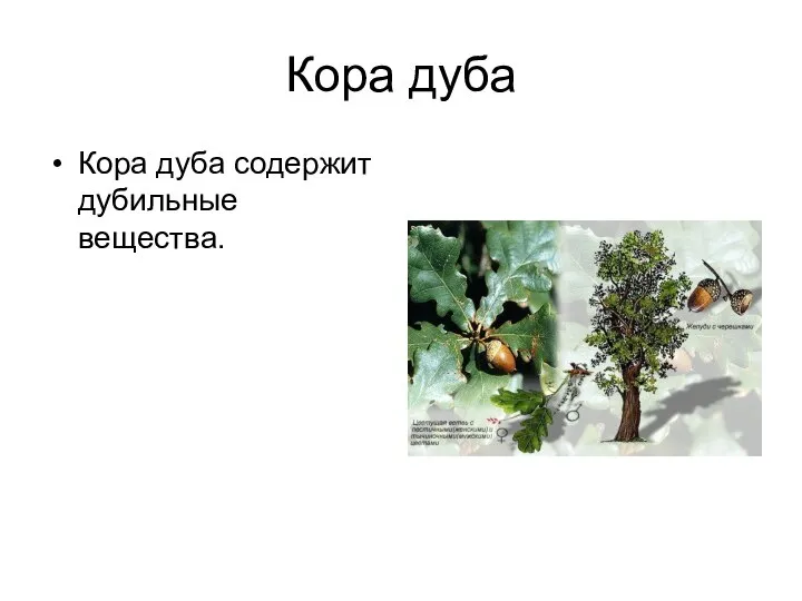 Кора дуба Кора дуба содержит дубильные вещества.