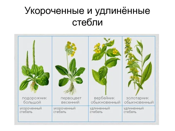 Укороченные и удлинённые стебли