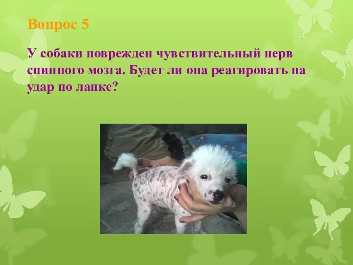 Вопрос 5 У собаки поврежден чувствительный нерв спинного мозга. Будет ли она