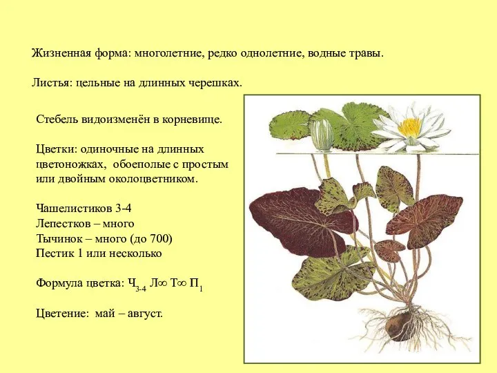 Жизненная форма: многолетние, редко однолетние, водные травы. Листья: цельные на длинных черешках.