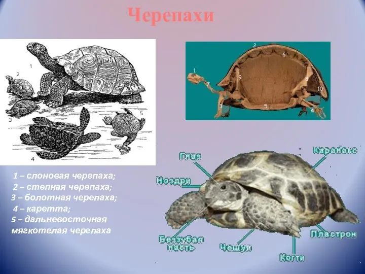 Черепахи 1 – слоновая черепаха; 2 – степная черепаха; 3 – болотная