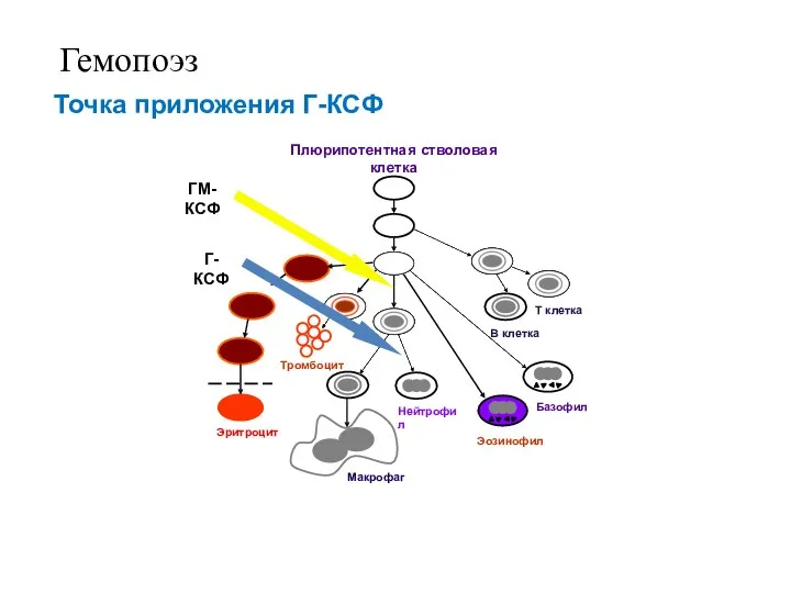 Эритроцит Нейтрофил Эозинофил Базофил Макрофаг Плюрипотентная стволовая клетка ГМ- КСФ Г- КСФ