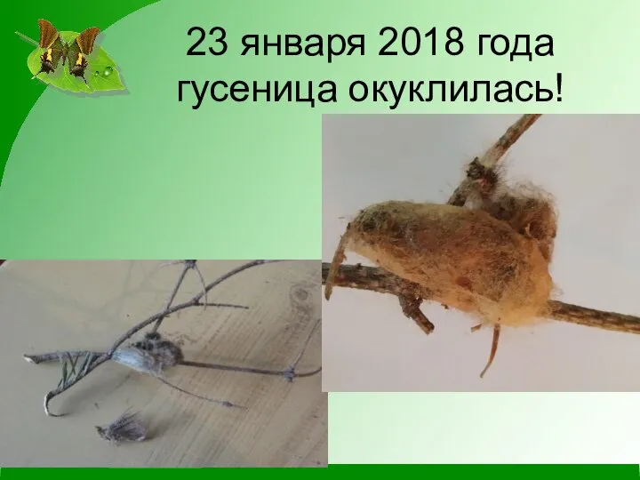 23 января 2018 года гусеница окуклилась!