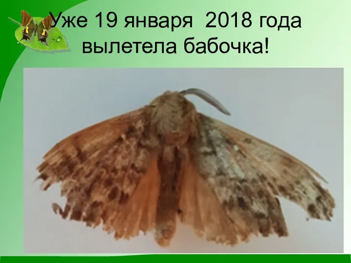 Уже 19 января 2018 года вылетела бабочка!