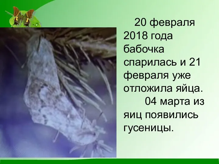 20 февраля 2018 года бабочка спарилась и 21 февраля уже отложила яйца.