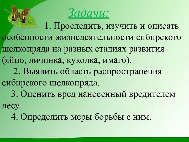 Задачи: 1. Проследить, изучить и описать особенности жизнедеятельности сибирского шелкопряда на разных