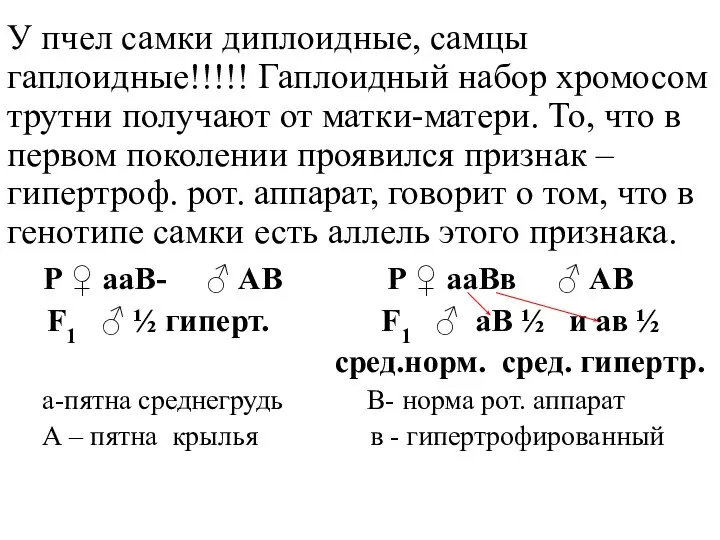 У пчел самки диплоидные, самцы гаплоидные!!!!! Гаплоидный набор хромосом трутни получают от